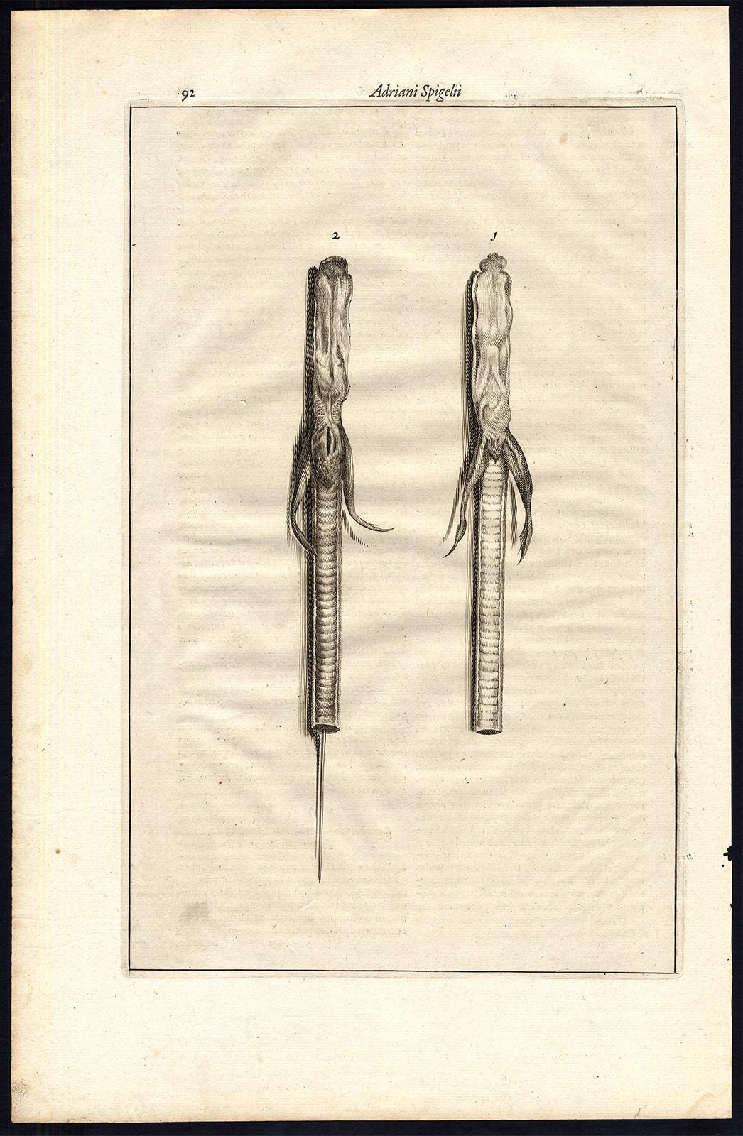 Subject: Very rare anatomical print. Plate, Tab. 88/89 & 92. Set of 2 plates, with the corresponding text, titled: 