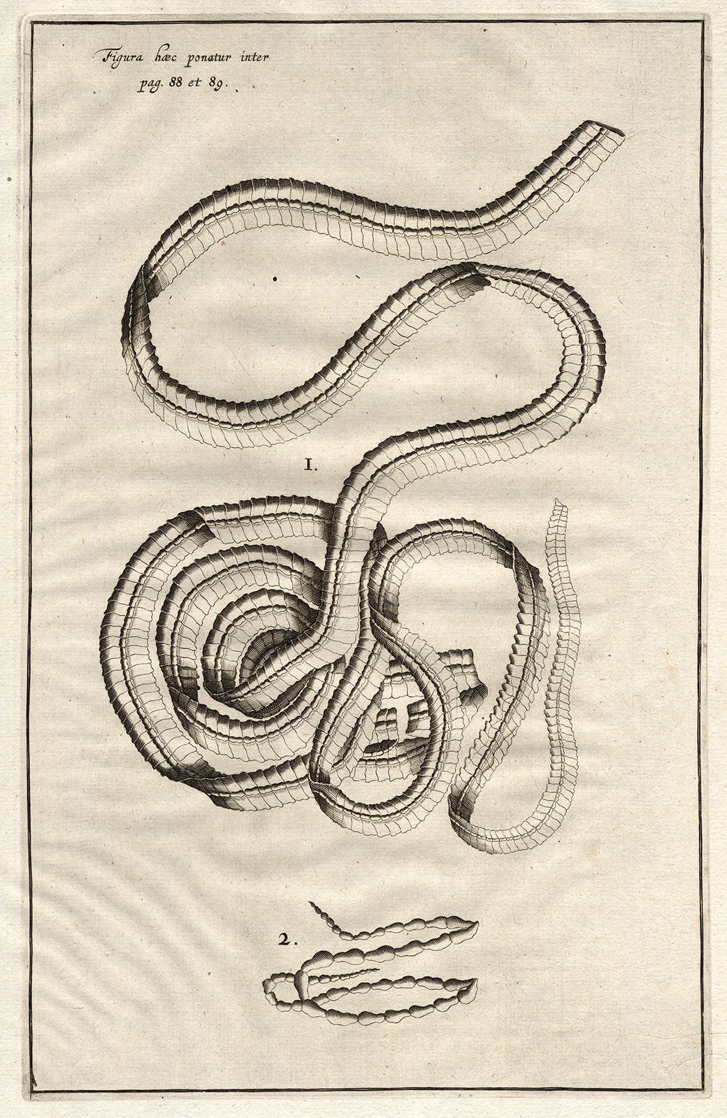 Adrianus Spigelius Print - 2 Anatomical prints - tapeworms - by Spigelius - Engraving - 17th c