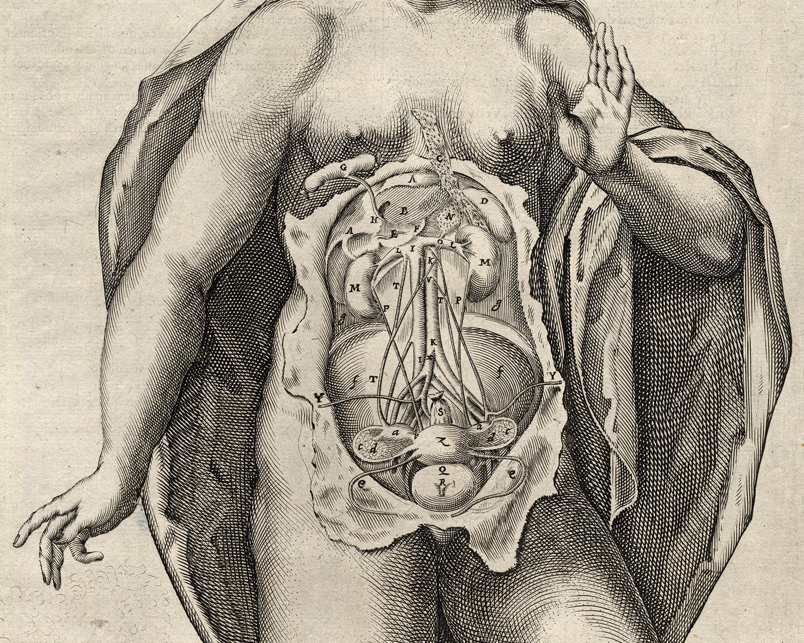 2 anatomical prints - Woman's abdomen by Spigelius - Engraving - 17th century - Old Masters Print by Adrianus Spigelius