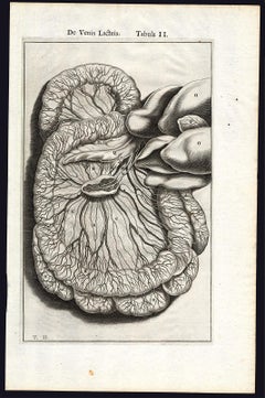 4 anatomical prints - Woman's breast by Spigelius - Engraving - 17th century