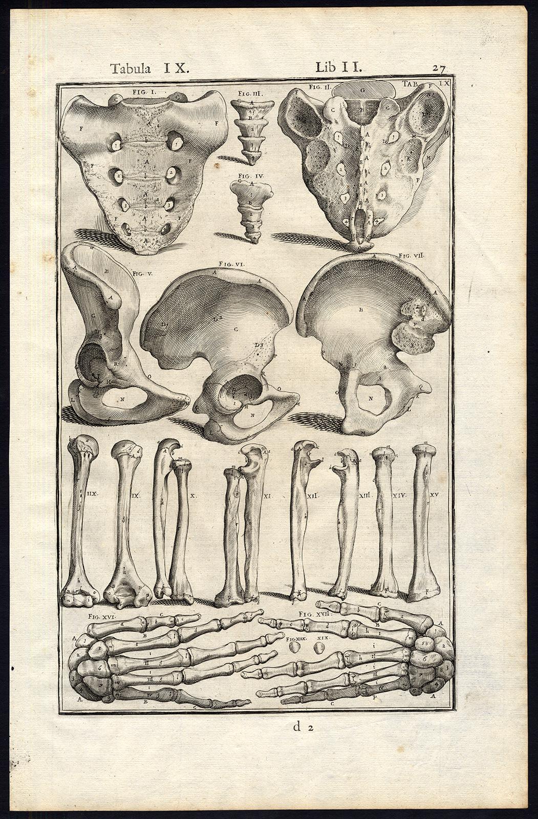 Anatomical print - bones of hands, arms, etc - by Spigelius - Engraving - 17th c - Print by Adrianus Spigelius