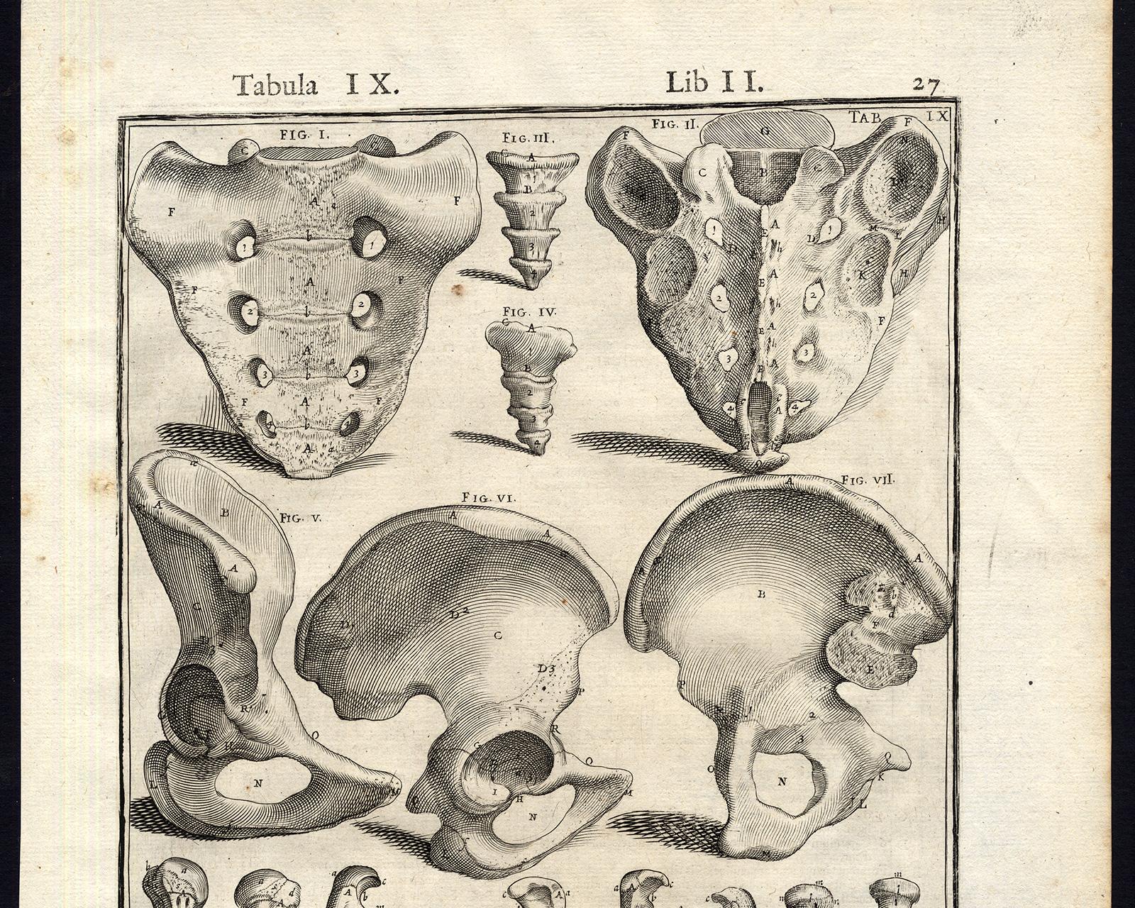 Anatomical print - bones of hands, arms, etc - by Spigelius - Engraving - 17th c - Old Masters Print by Adrianus Spigelius