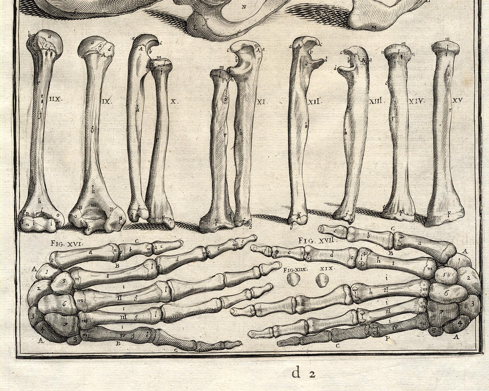 Anatomical print - bones of hands, arms, etc - by Spigelius - Engraving - 17th c - Beige Print by Adrianus Spigelius