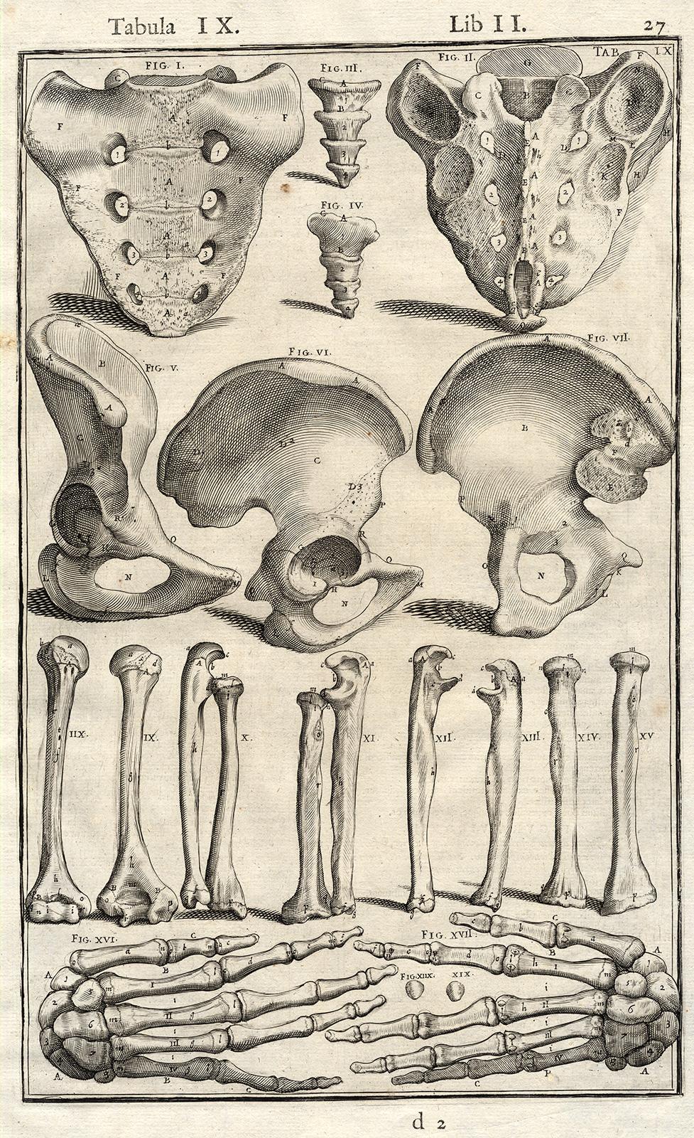 Adrianus Spigelius Print - Anatomical print - bones of hands, arms, etc - by Spigelius - Engraving - 17th c