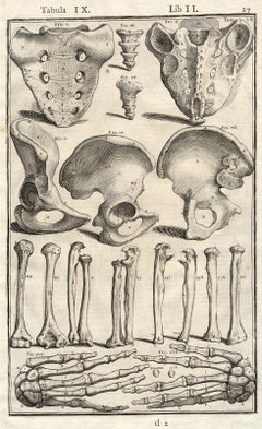 Antique Anatomical print - bones of hands, arms, etc - by Spigelius - Engraving - 17th c