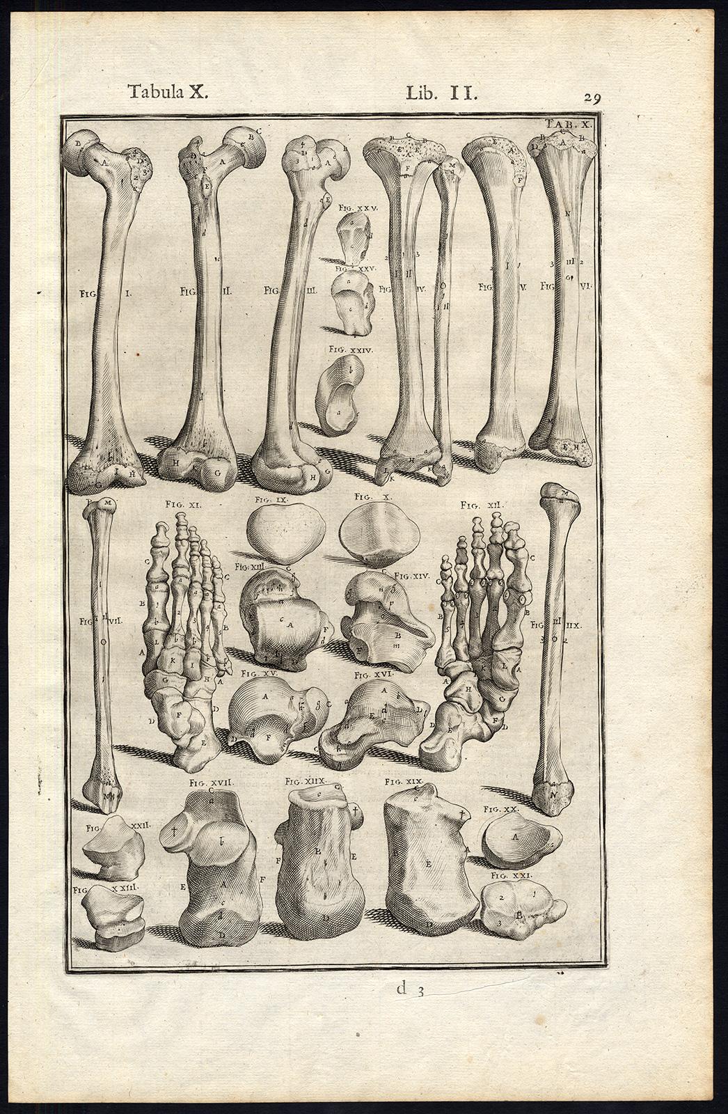 Anatomical print - bones of legs, feet, etc. - by Spigelius - Engraving - 17th c - Print by Adrianus Spigelius