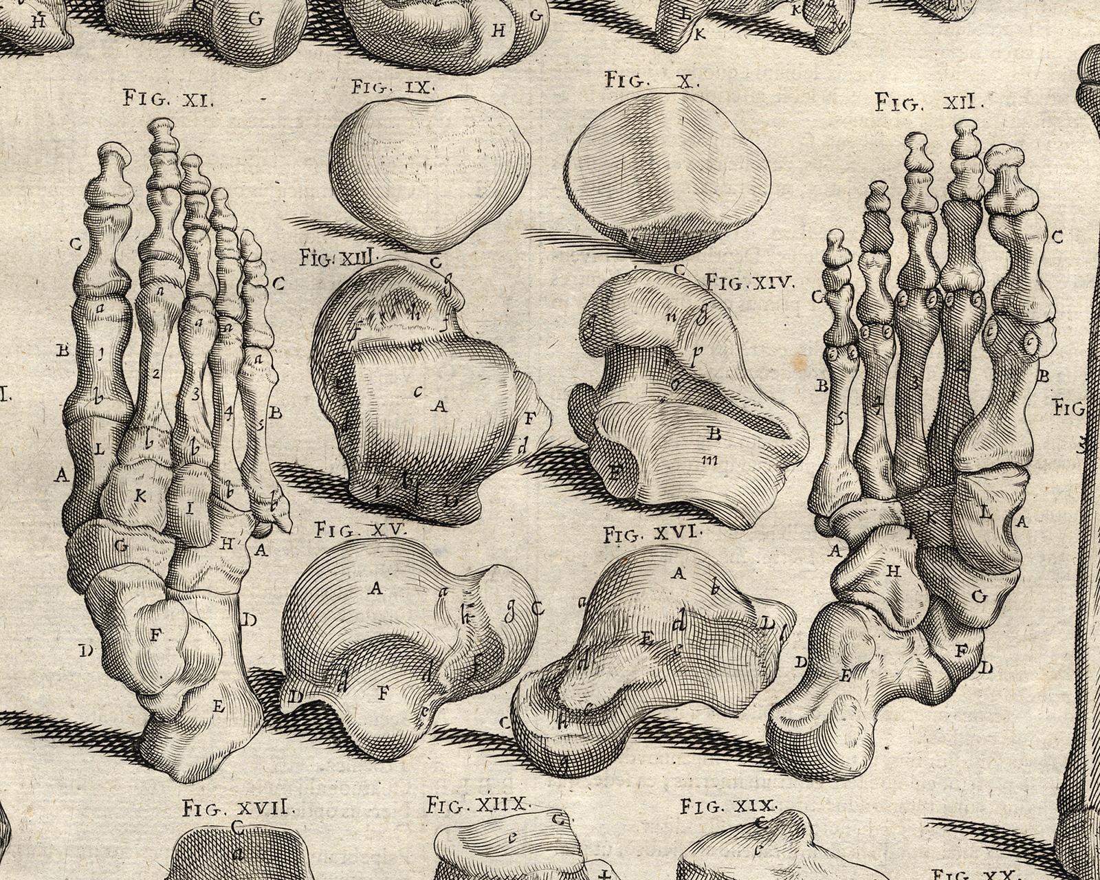 Anatomical print - bones of legs, feet, etc. - by Spigelius - Engraving - 17th c - Old Masters Print by Adrianus Spigelius