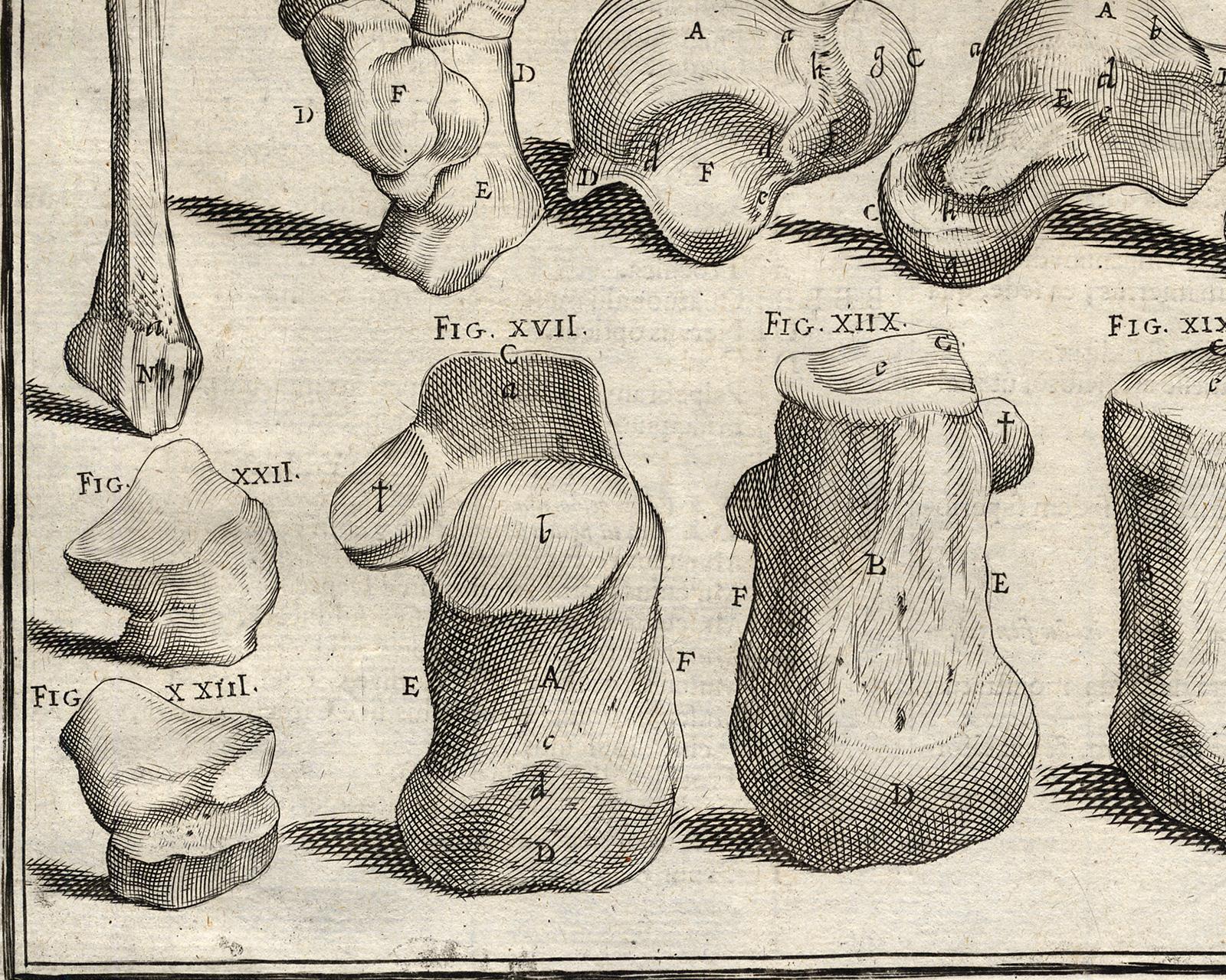 Anatomical print - bones of legs, feet, etc. - by Spigelius - Engraving - 17th c - Beige Print by Adrianus Spigelius