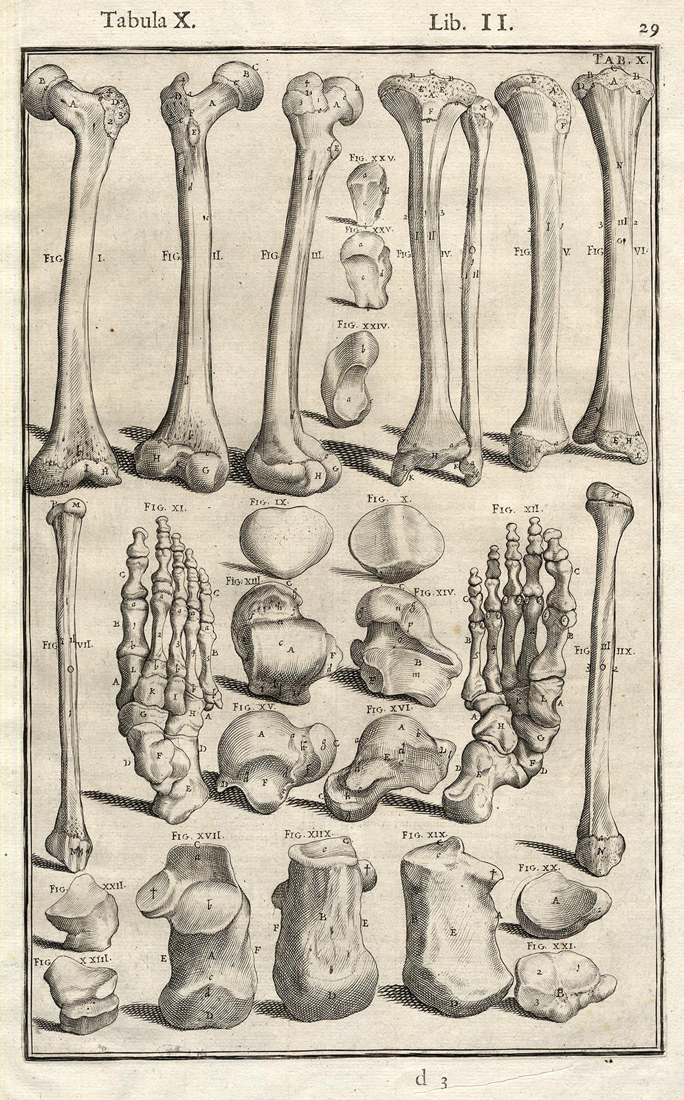Adrianus Spigelius Print - Anatomical print - bones of legs, feet, etc. - by Spigelius - Engraving - 17th c