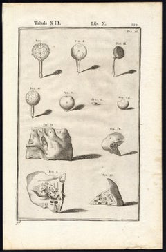 Anatomical print - eye and ear - by Spigelius - Engraving - 17th c