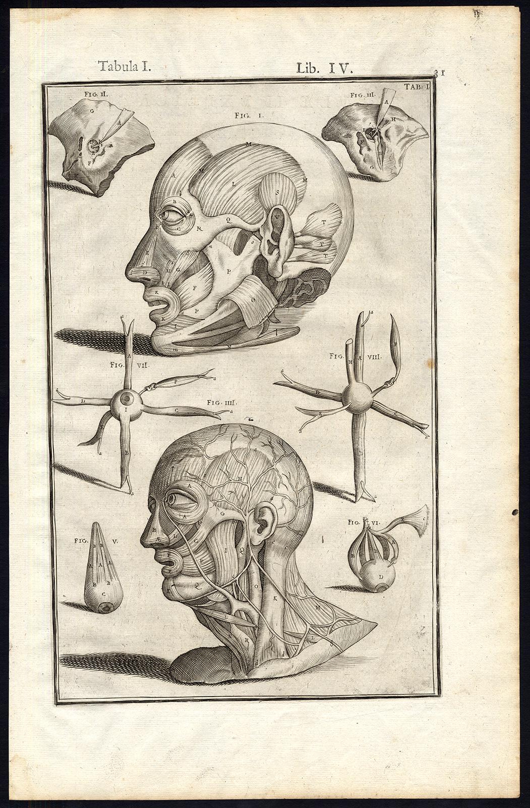 Anatomical print - human head muscles - by Spigelius - Engraving - 17th c - Print by Adrianus Spigelius