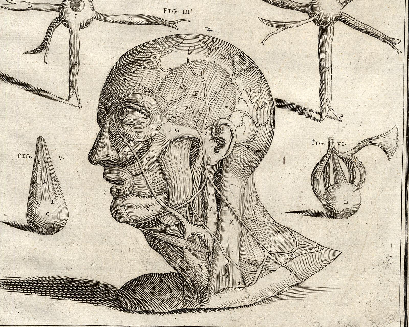Anatomical print - human head muscles - by Spigelius - Engraving - 17th c - Old Masters Print by Adrianus Spigelius