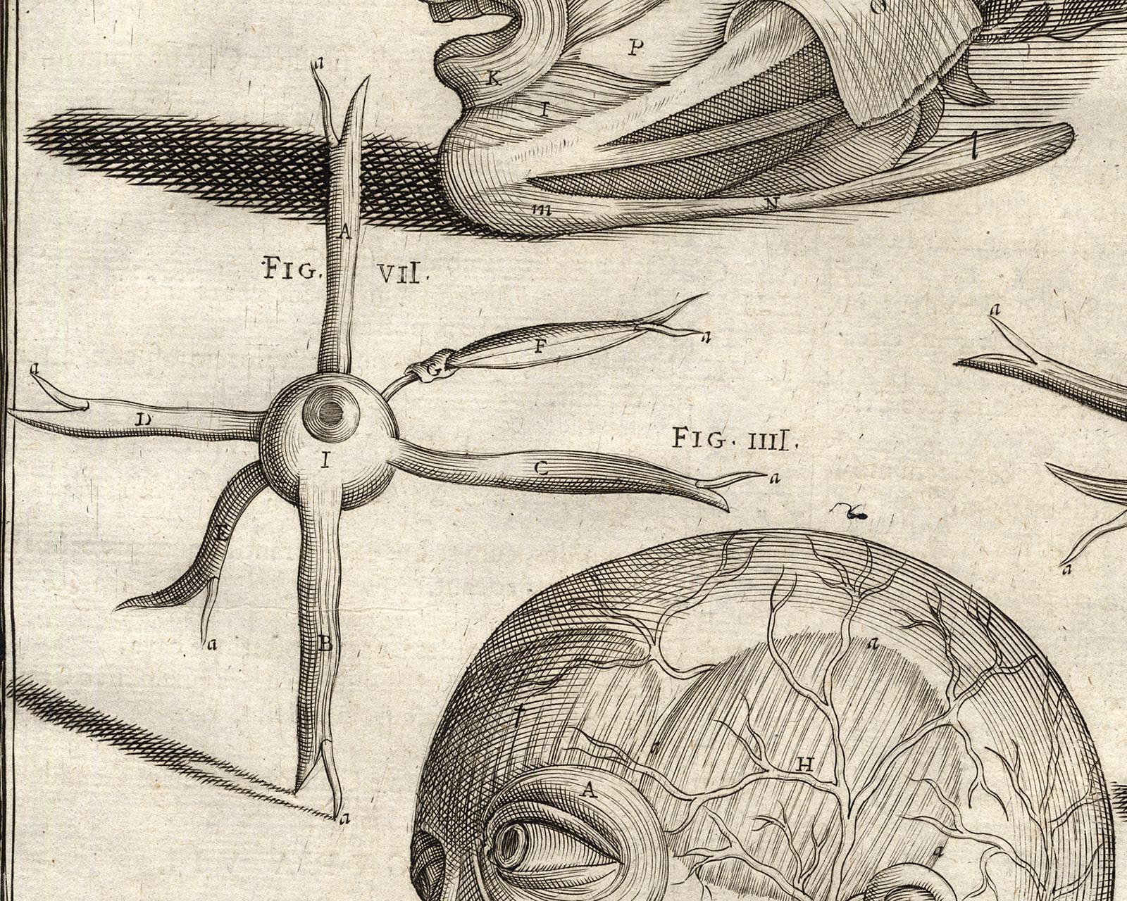 Anatomical print - human head muscles - by Spigelius - Engraving - 17th c - Beige Print by Adrianus Spigelius