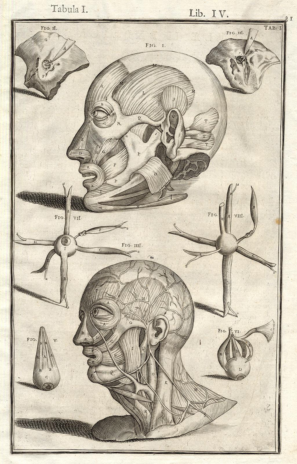 Adrianus Spigelius Print - Anatomical print - human head muscles - by Spigelius - Engraving - 17th c