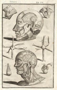 Anatomical print - human head muscles - by Spigelius - Engraving - 17th c