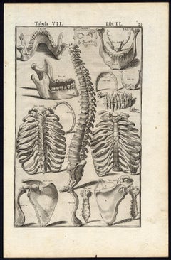 Anatomical print - lower jaw, spine, etc - by Spigelius - Engraving - 17th c.