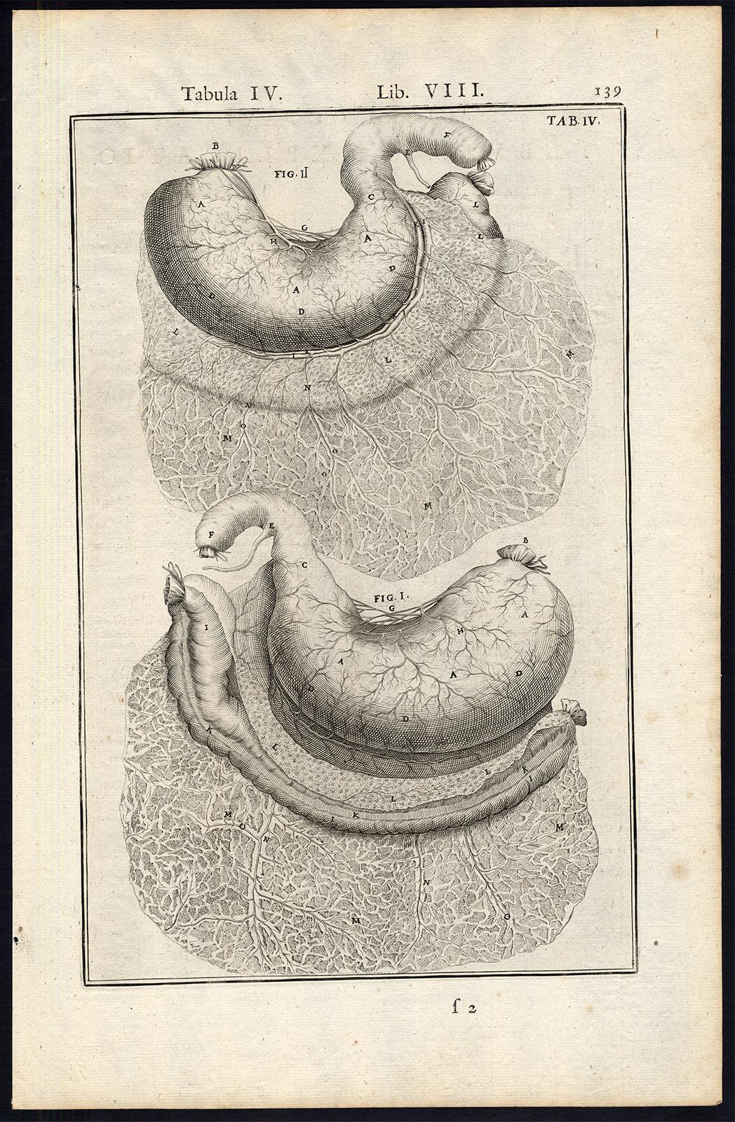 Anatomical print - stomach and colon - by Spigelius - Engraving - 17th c - Print by Adrianus Spigelius