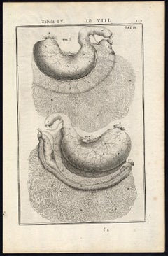 Anatomical print - stomach and colon - by Spigelius - Engraving - 17th c