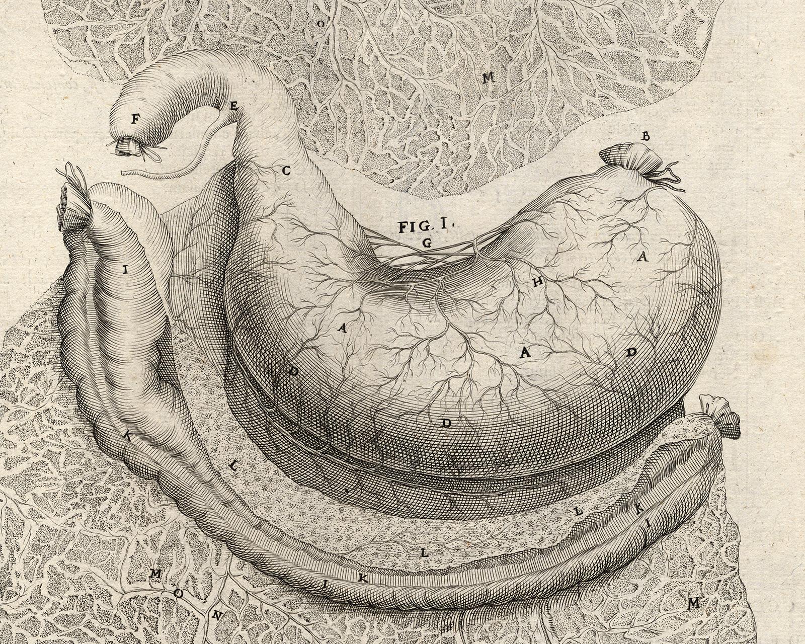 Anatomical print - stomach and colon - by Spigelius - Engraving - 17th c - Old Masters Print by Adrianus Spigelius