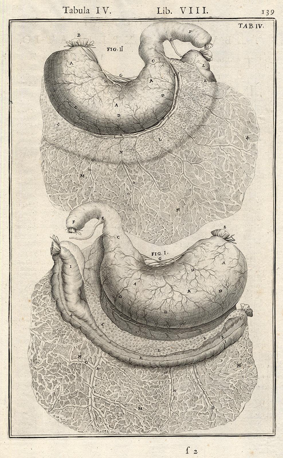 Adrianus Spigelius Print - Anatomical print - stomach and colon - by Spigelius - Engraving - 17th c