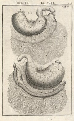 Anatomical print - stomach and colon - by Spigelius - Engraving - 17th c