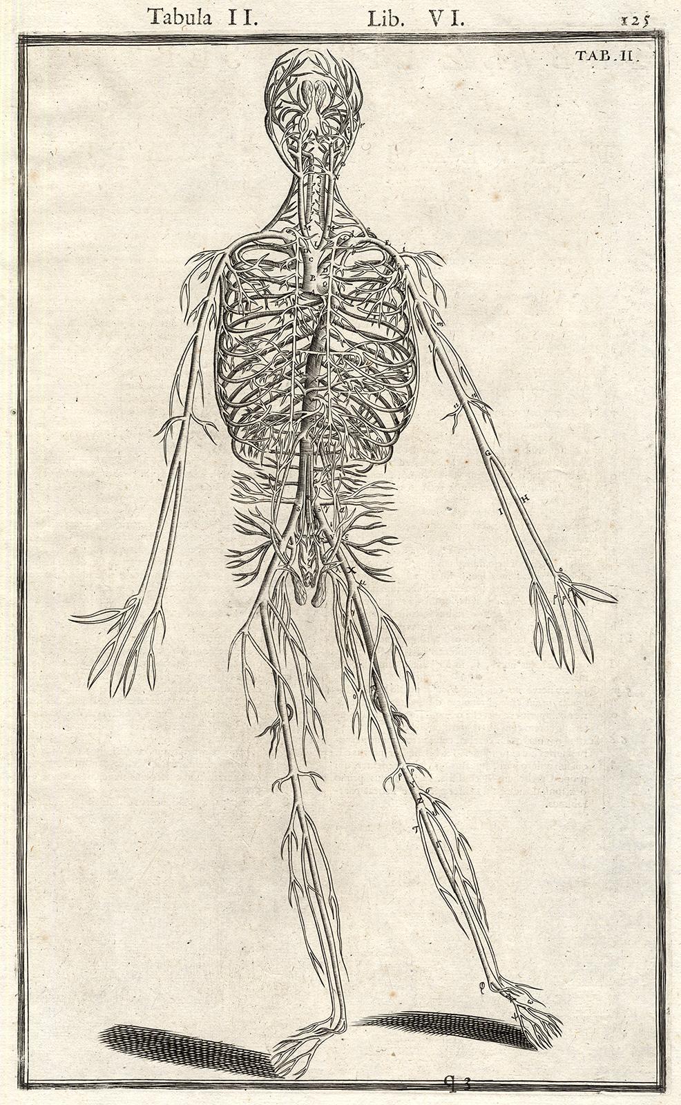 Anatomical print - Veins and arteries by Spigelius - Engraving - 17th century - Print by Adrianus Spigelius