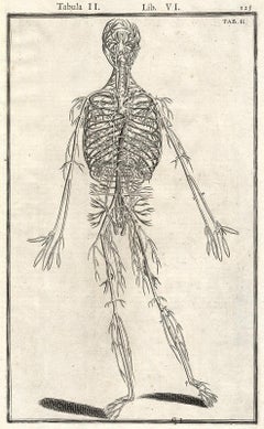 Anatomical print - Veins and arteries by Spigelius - Engraving - 17th century