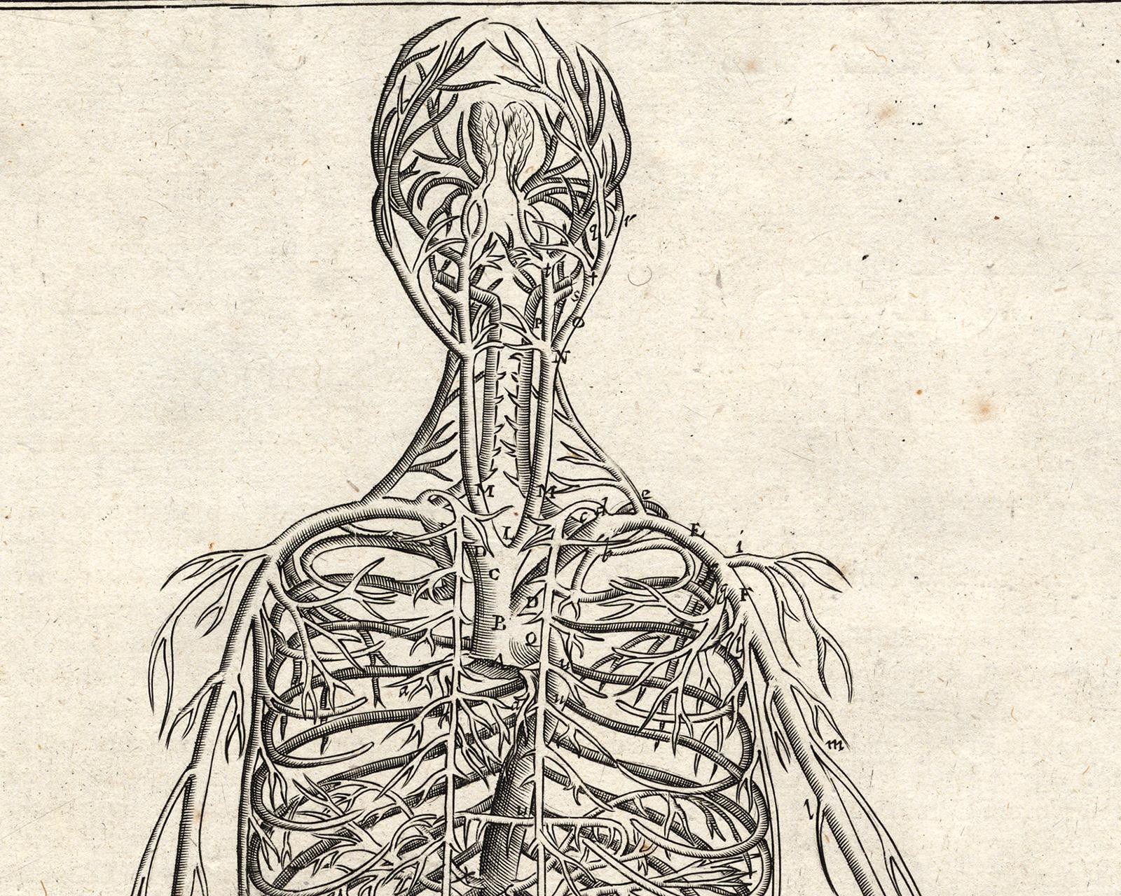 Anatomical print - Veins and arteries by Spigelius - Engraving - 17th century - Old Masters Print by Adrianus Spigelius