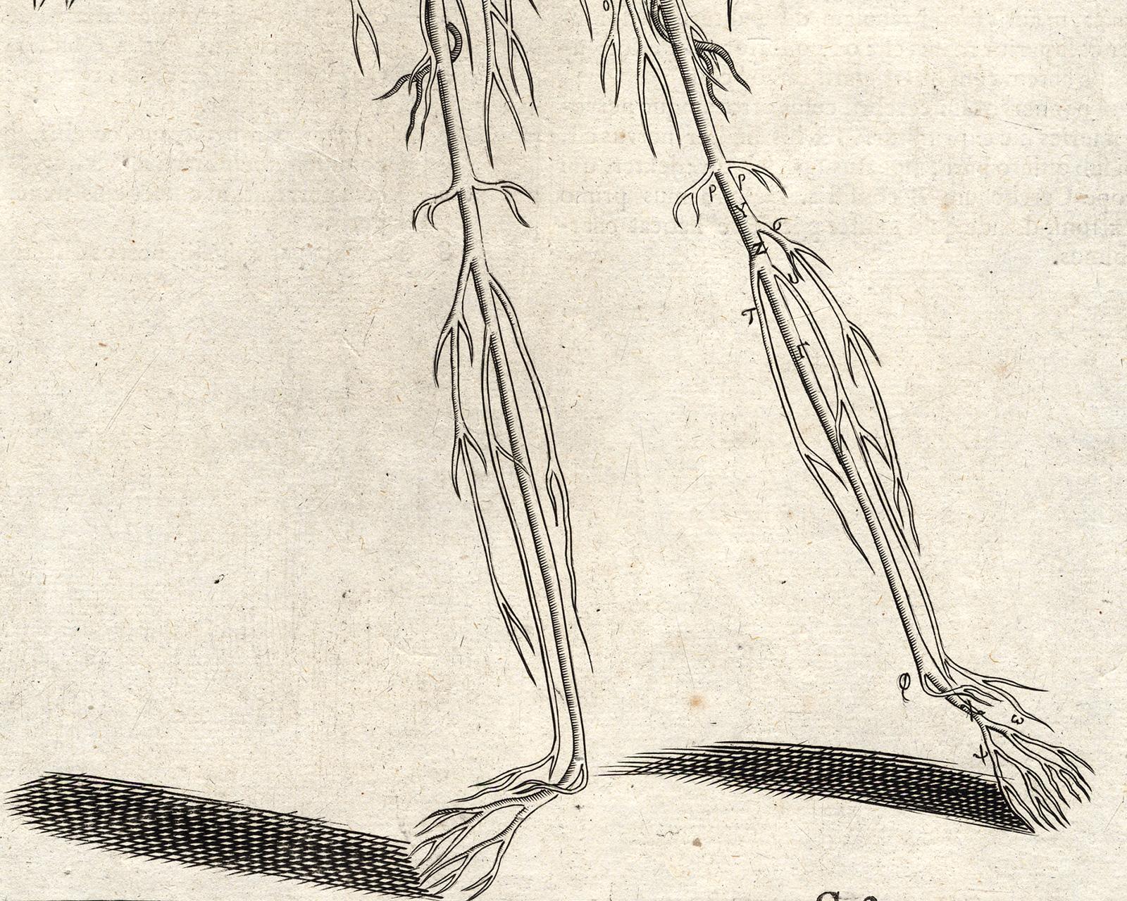Anatomical print - Veins and arteries by Spigelius - Engraving - 17th century - Beige Print by Adrianus Spigelius