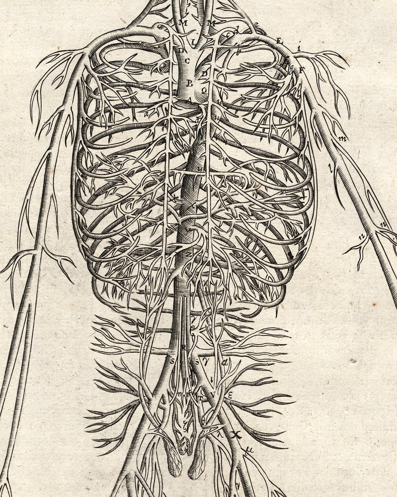 Anatomical print - Veins and arteries by Spigelius - Engraving - 17th century For Sale 1
