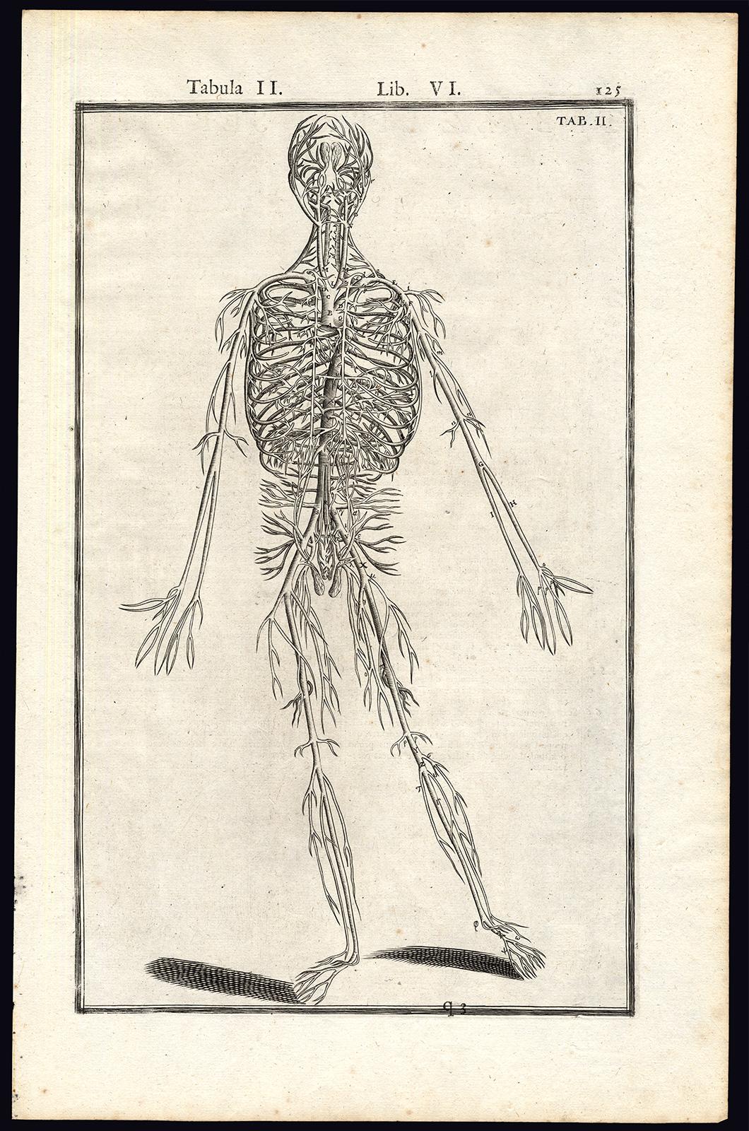 Adrianus Spigelius Print - Anatomical print - Veins and arteries by Spigelius - Engraving - 17th century