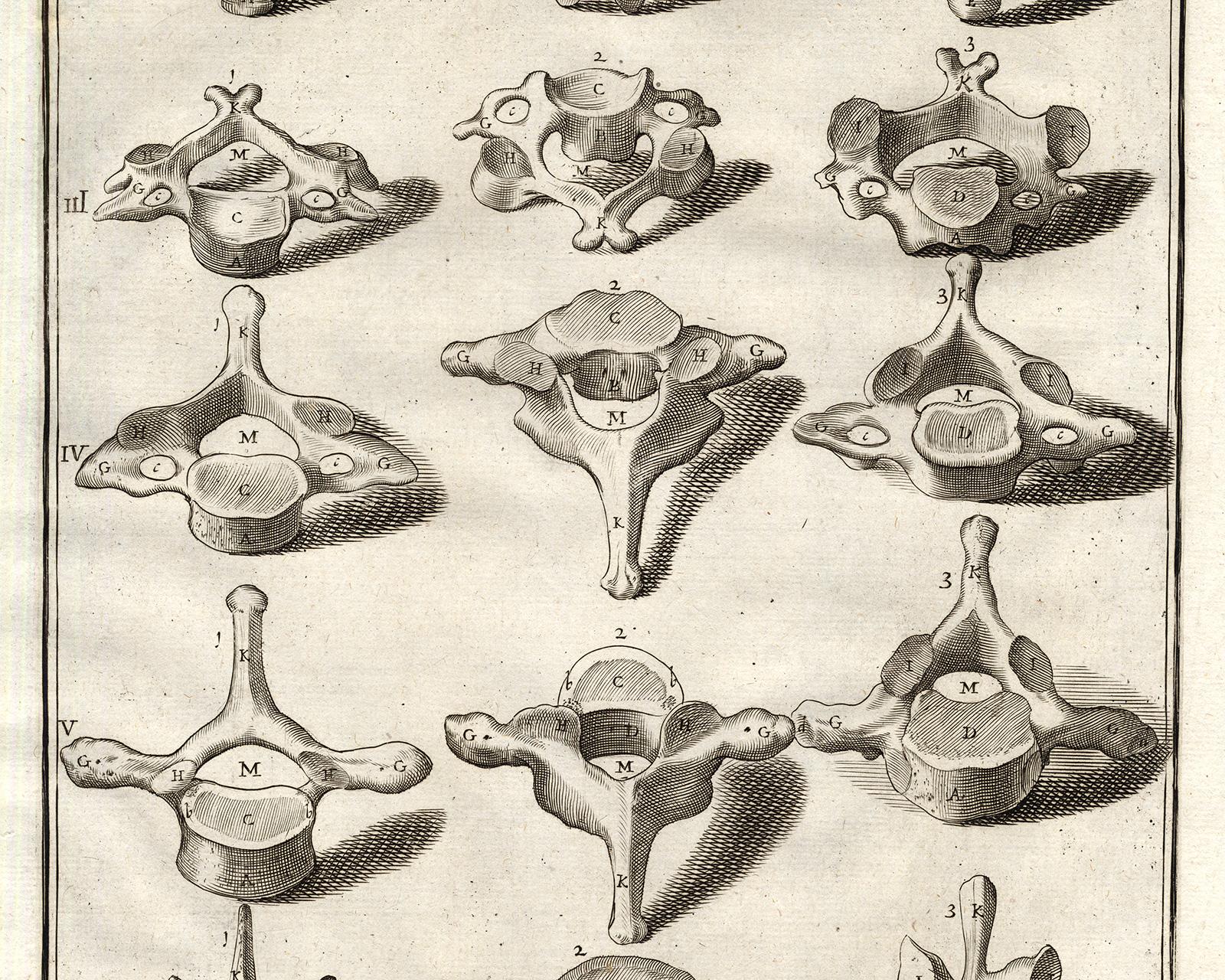 Anatomical print - vertebrae from the spine - by Spigelius - Engraving - 17th c. - Old Masters Print by Adrianus Spigelius