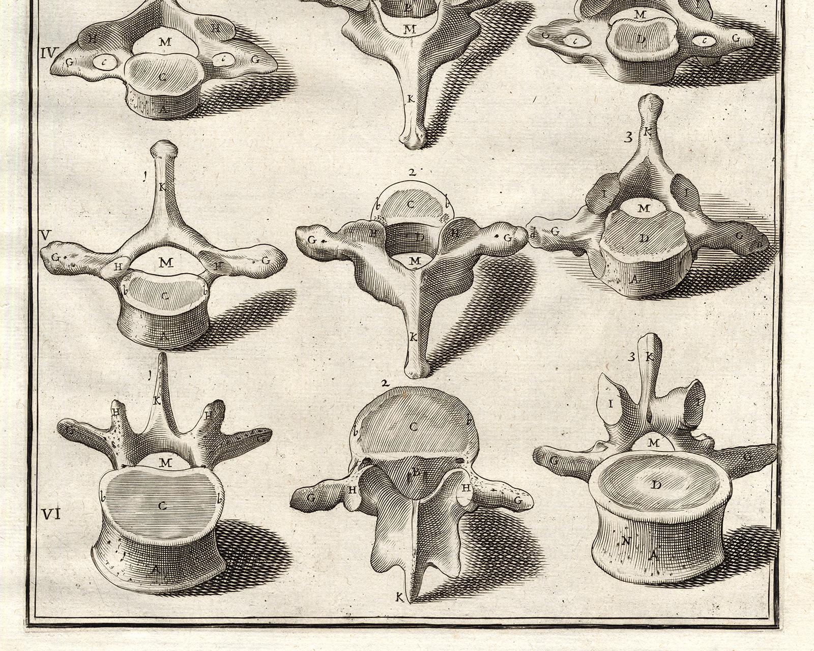 Anatomical print - vertebrae from the spine - by Spigelius - Engraving - 17th c. - Beige Print by Adrianus Spigelius