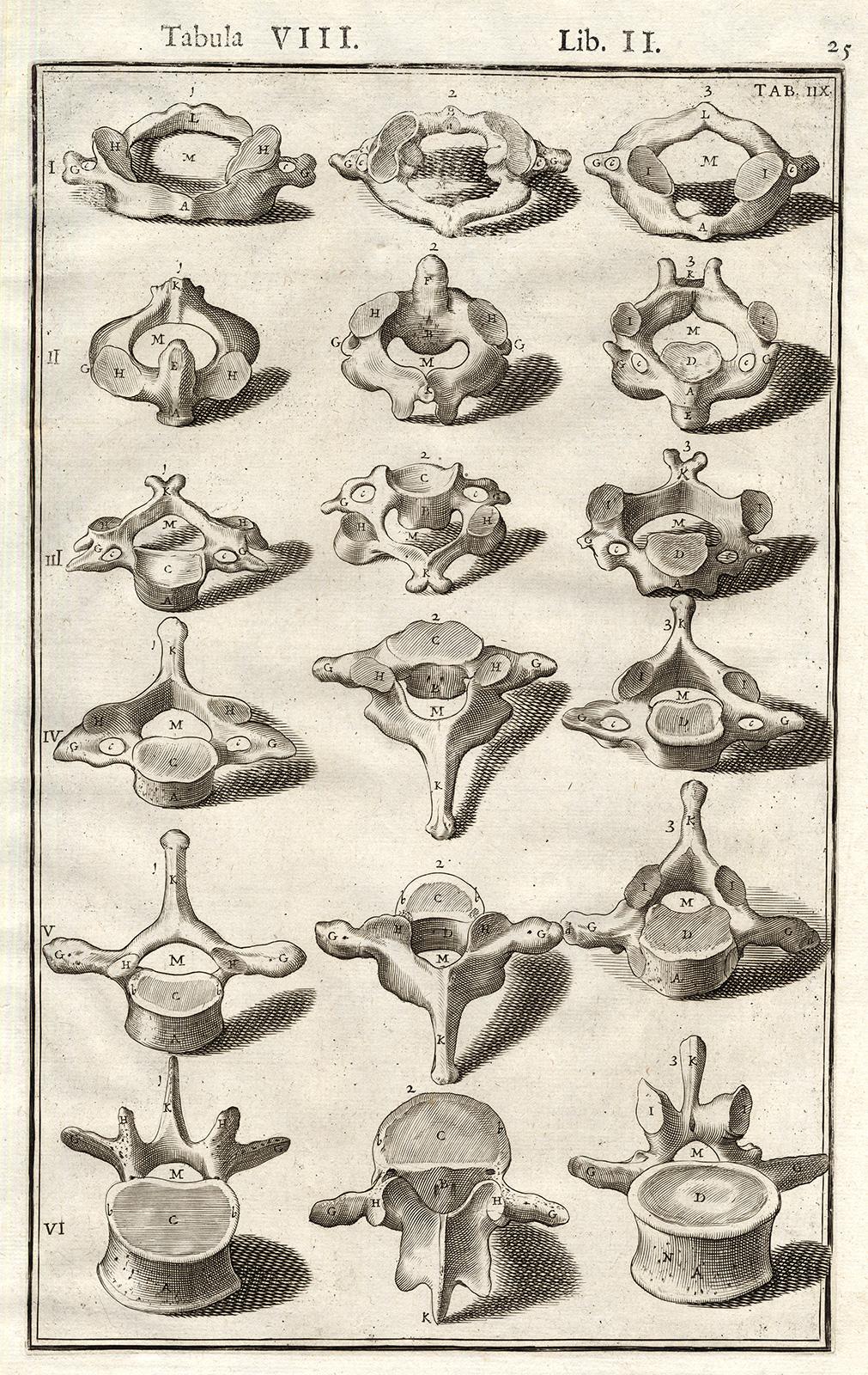 Adrianus Spigelius Print - Anatomical print - vertebrae from the spine - by Spigelius - Engraving - 17th c.