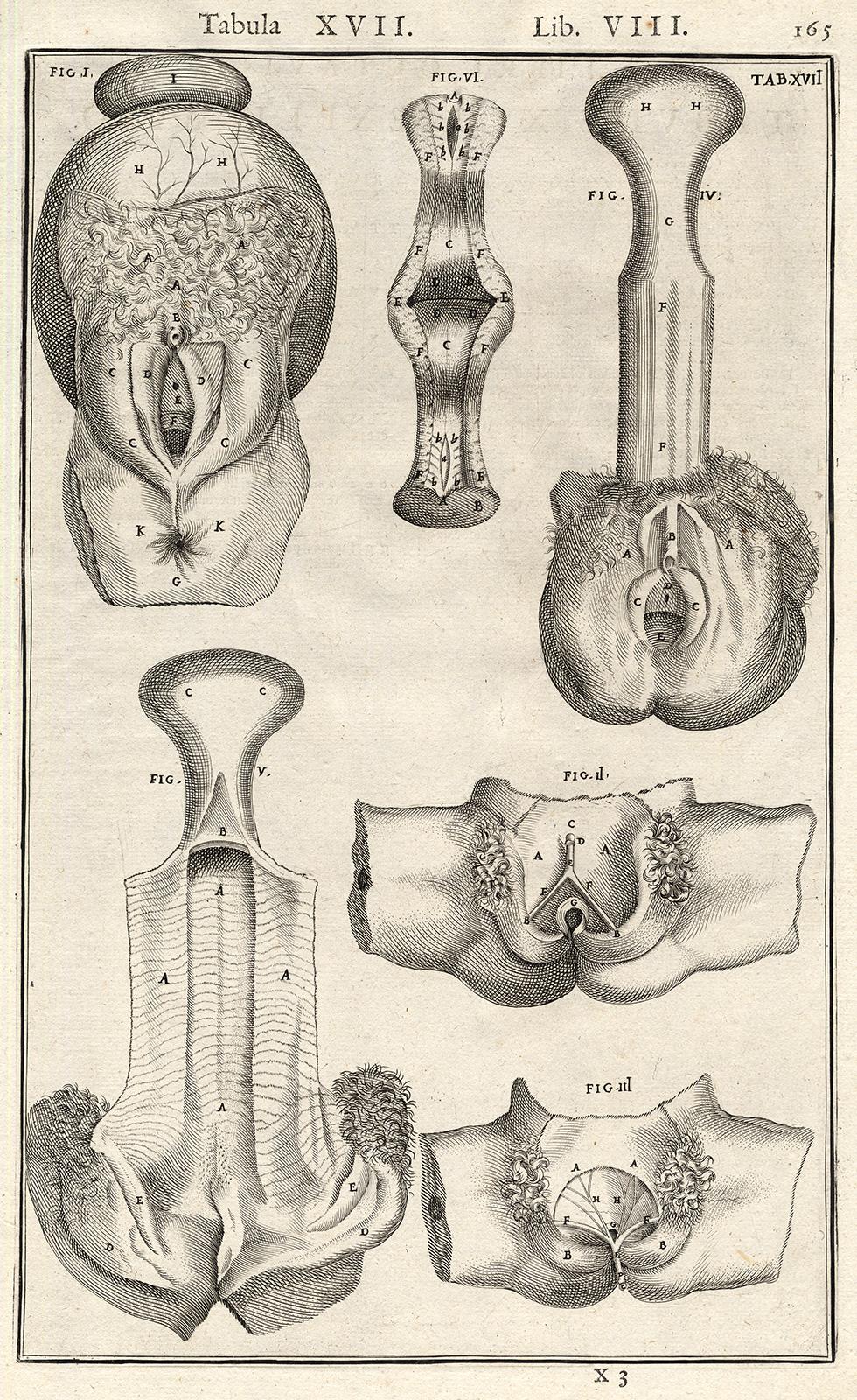 Rare anatomical print - Female abdomen by Spigelius - Engraving - 17th century - Print by Adrianus Spigelius