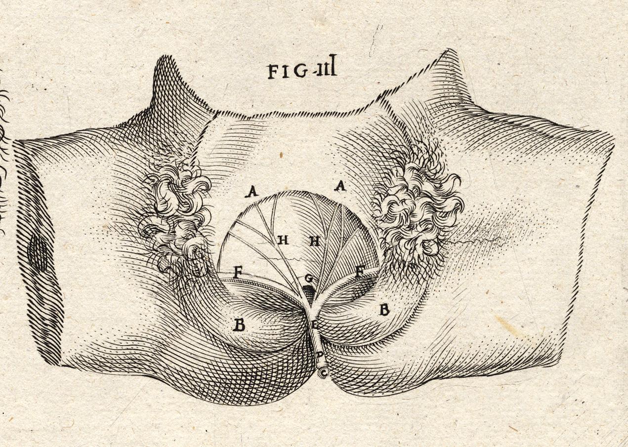 Rare anatomical print - Female abdomen by Spigelius - Engraving - 17th century - Beige Print by Adrianus Spigelius