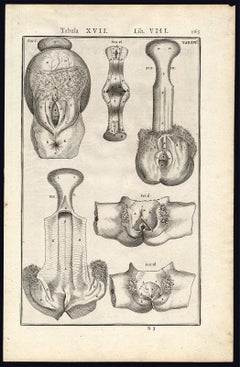 Rare anatomical print - Female abdomen by Spigelius - Engraving - 17th century