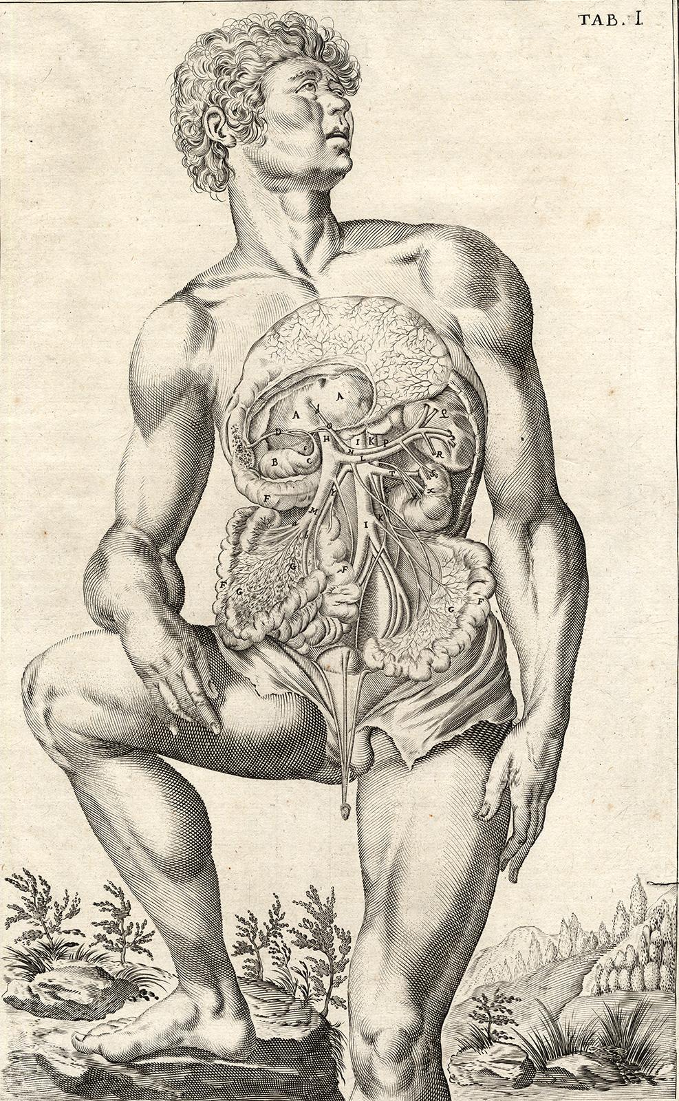 Rare anatomical print - Male abdomen by Spigelius - Engraving - 17th century - Print by Adrianus Spigelius