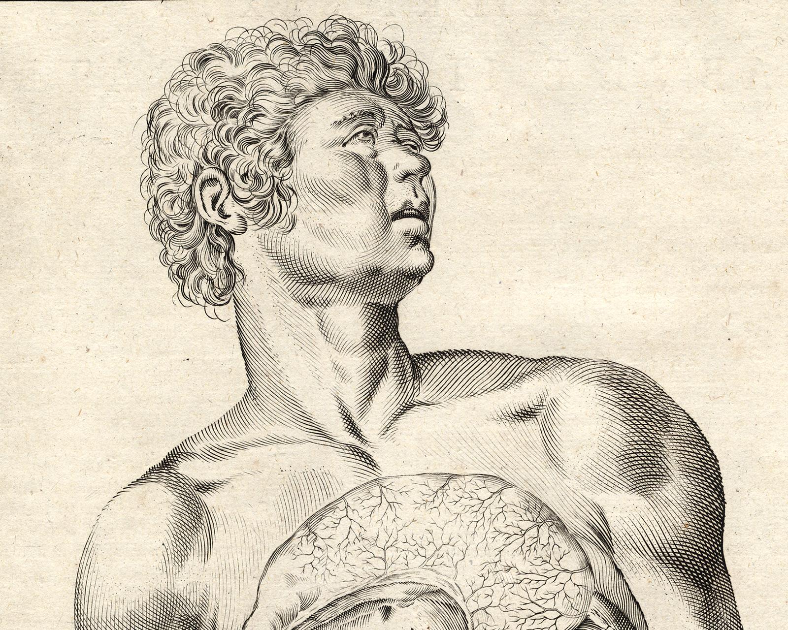 Rare anatomical print - Male abdomen by Spigelius - Engraving - 17th century - Old Masters Print by Adrianus Spigelius