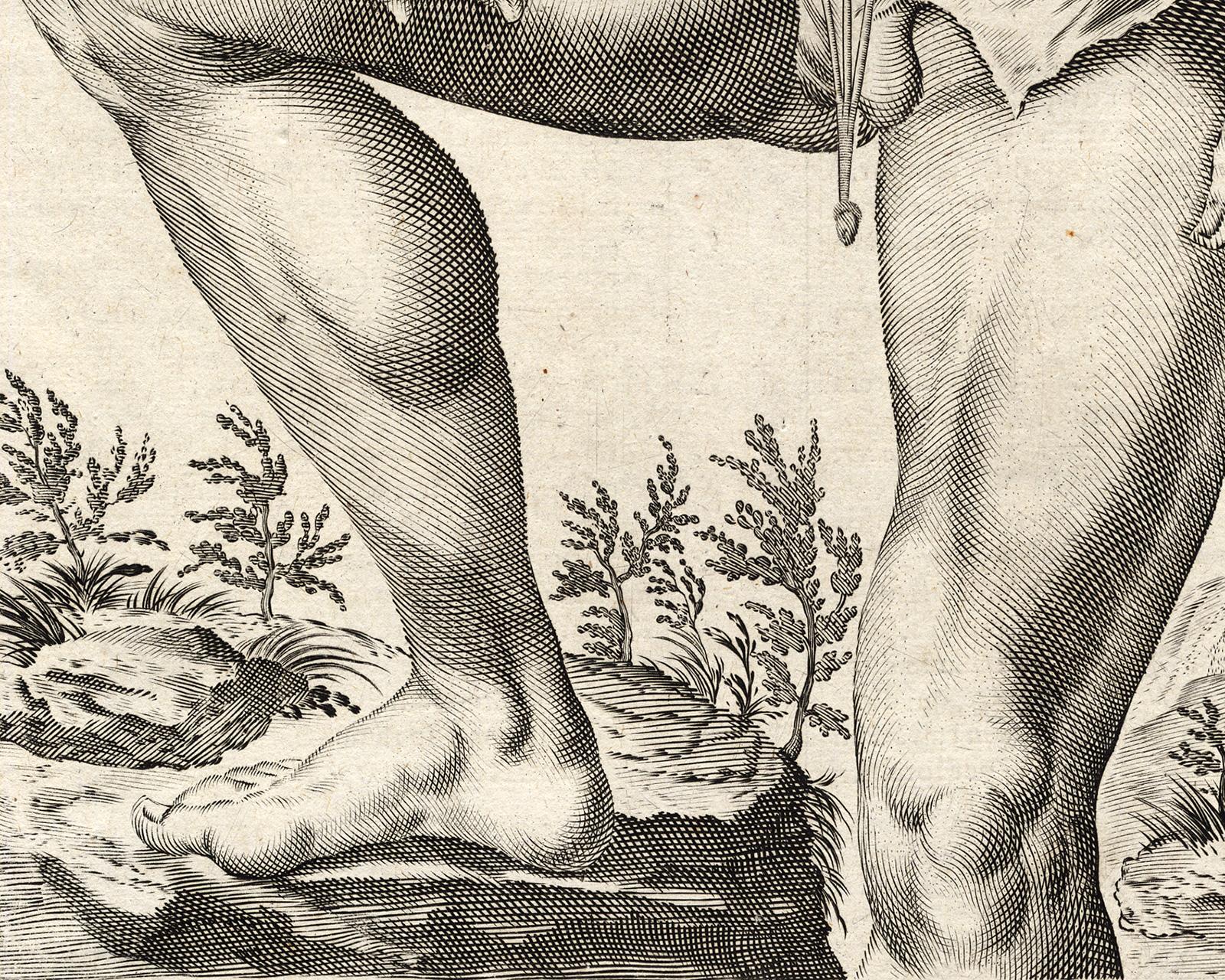 Rare anatomical print - Male abdomen by Spigelius - Engraving - 17th century - Beige Print by Adrianus Spigelius