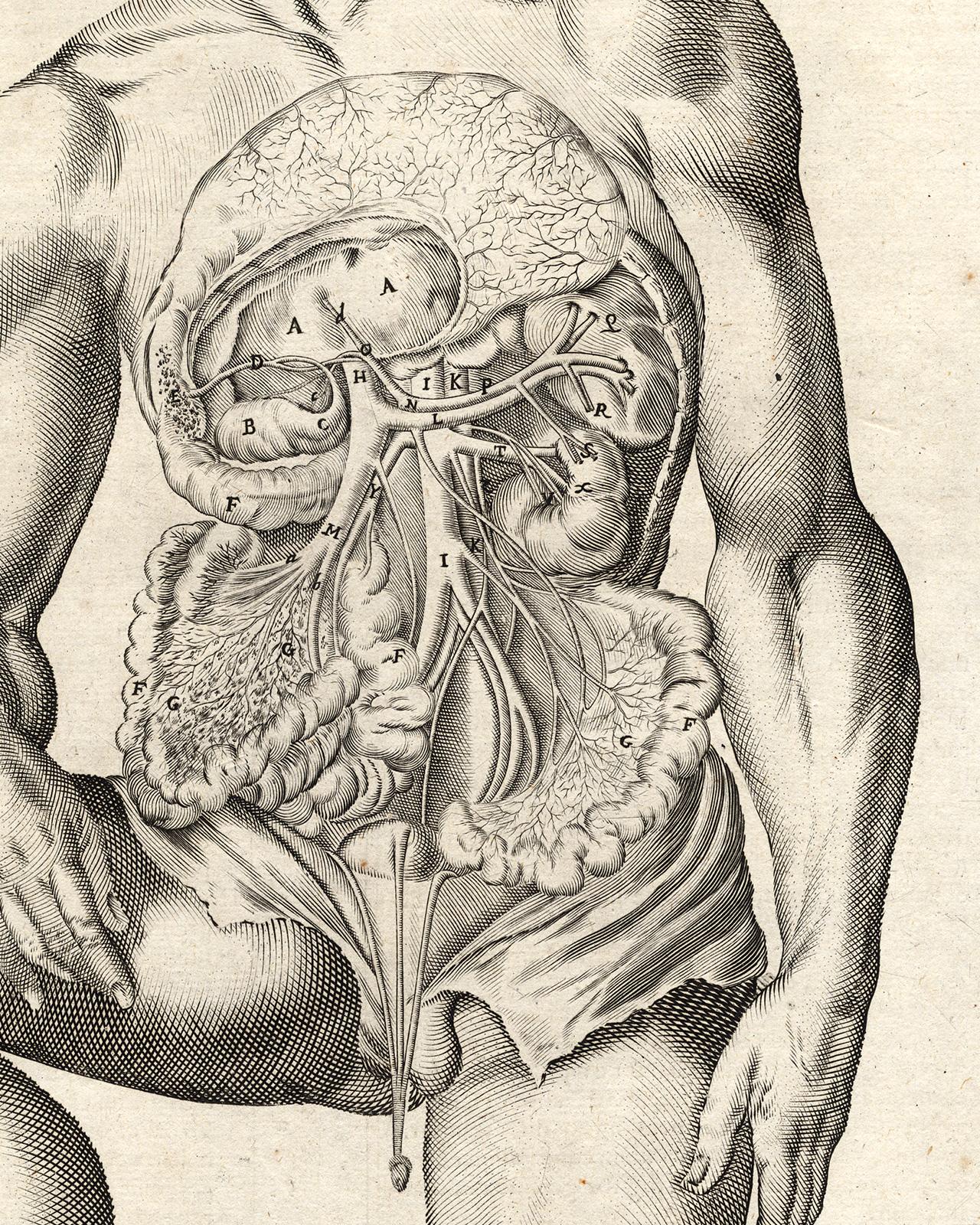 Subject: Very rare anatomical print. Plate, Lib. VI, Tab. I. Plate, showing a standing naked man, with exposed intestines, liver and gall bladder. The man is depicted within a decorated landscape background. As the key to this plate(s) is on the