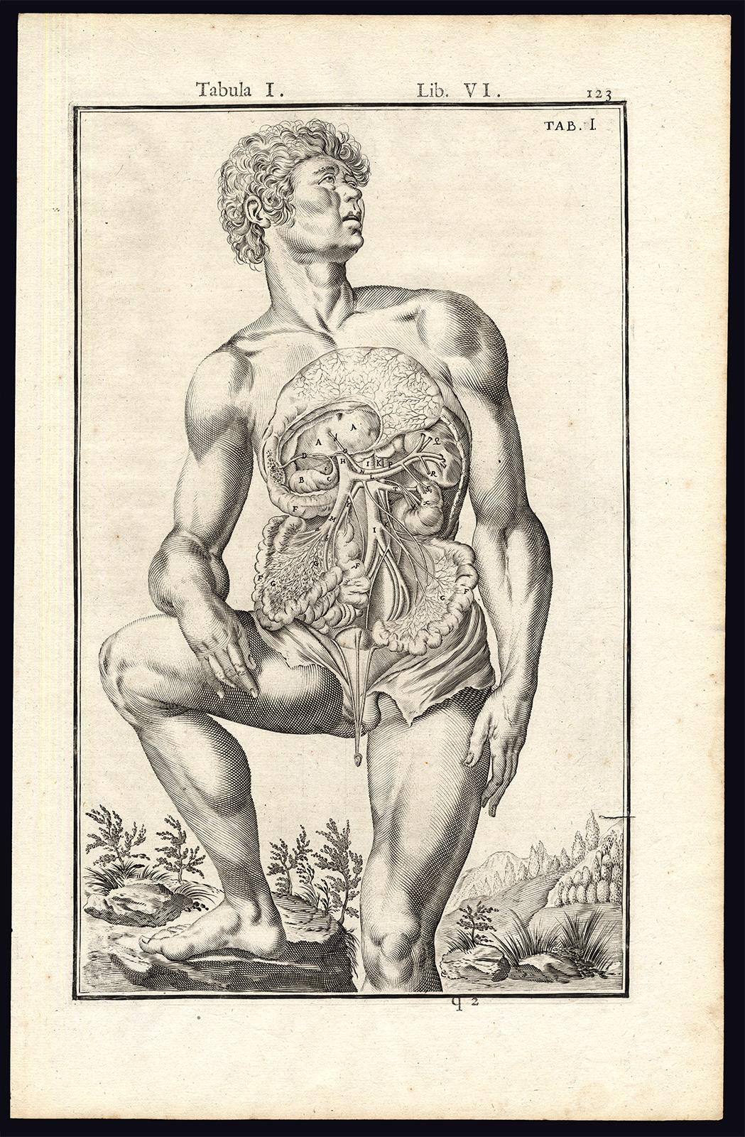 Adrianus Spigelius Print - Rare anatomical print - Male abdomen by Spigelius - Engraving - 17th century