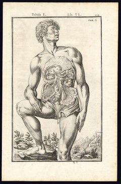 Rare anatomical print - Male abdomen by Spigelius - Engraving - 17th century