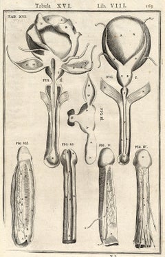 Rare anatomical print - Male penis by Spigelius - Engraving - 17th century