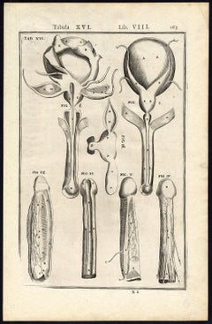 Rare anatomical print - Male penis by Spigelius - Engraving - 17th century