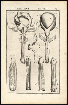 Used Rare anatomical print - Male penis by Spigelius - Engraving - 17th century