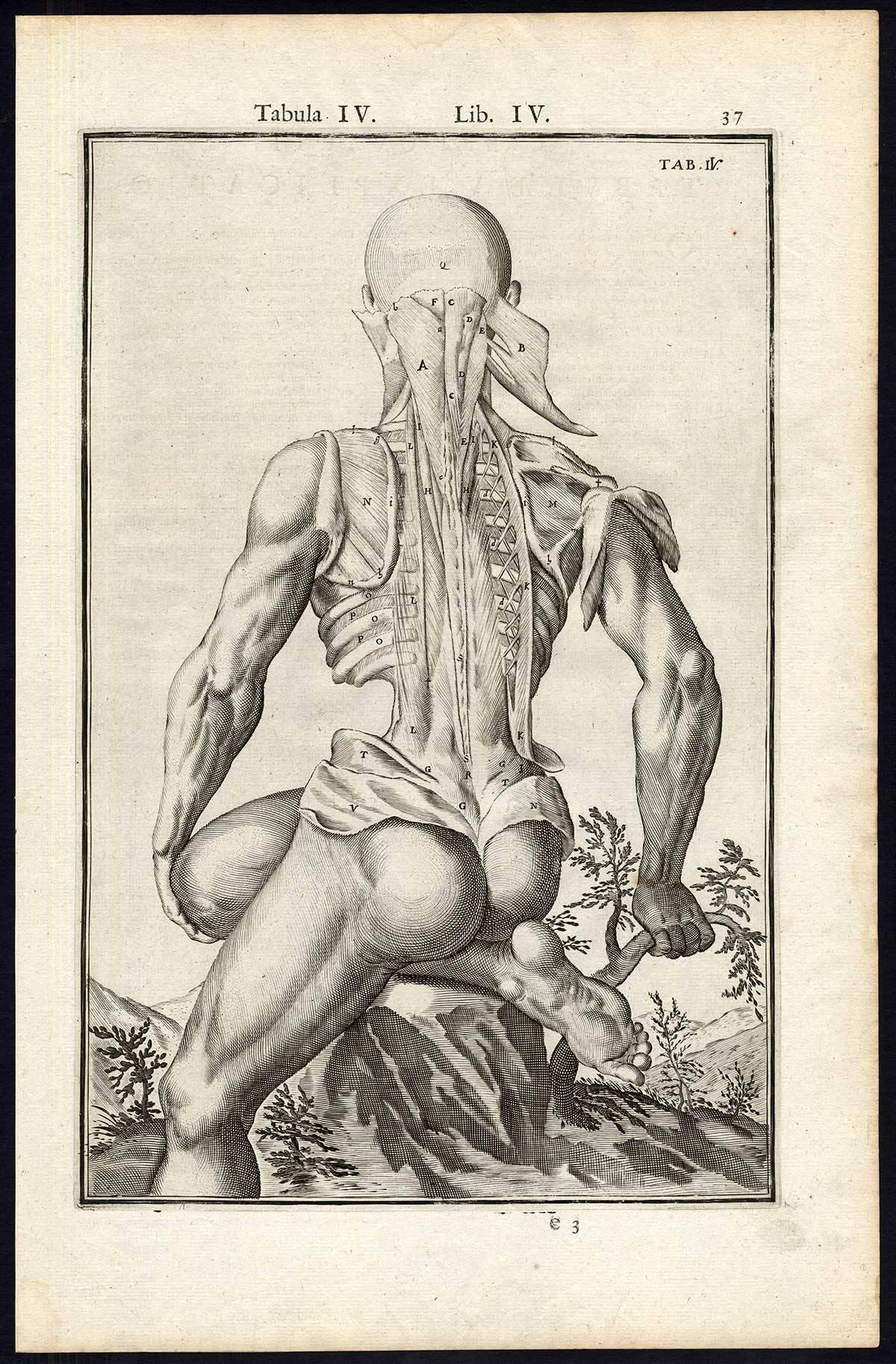Set of 5 Anatomical Prints Man's muscles by Spigelius - Engraving - 17th Century For Sale 1