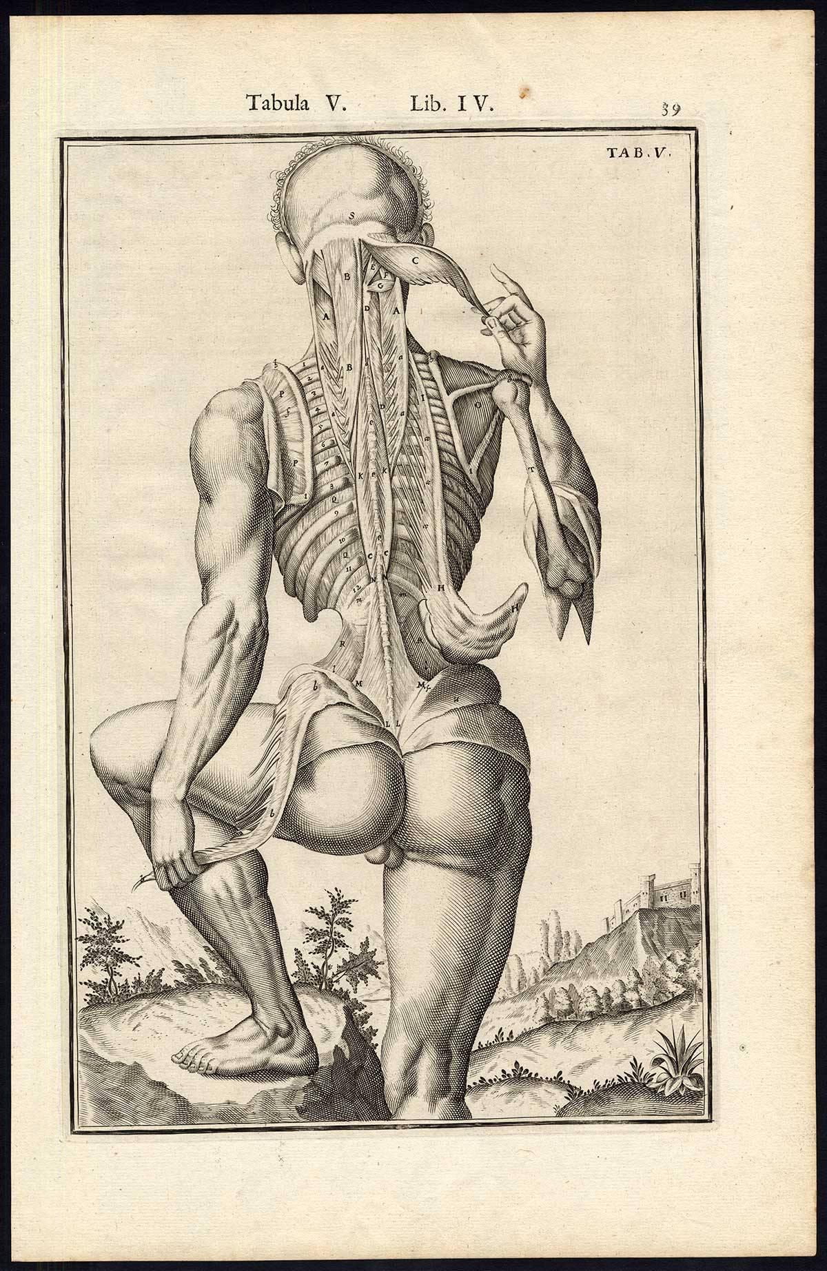 Set of 5 Anatomical Prints Man's muscles by Spigelius - Engraving - 17th Century For Sale 2