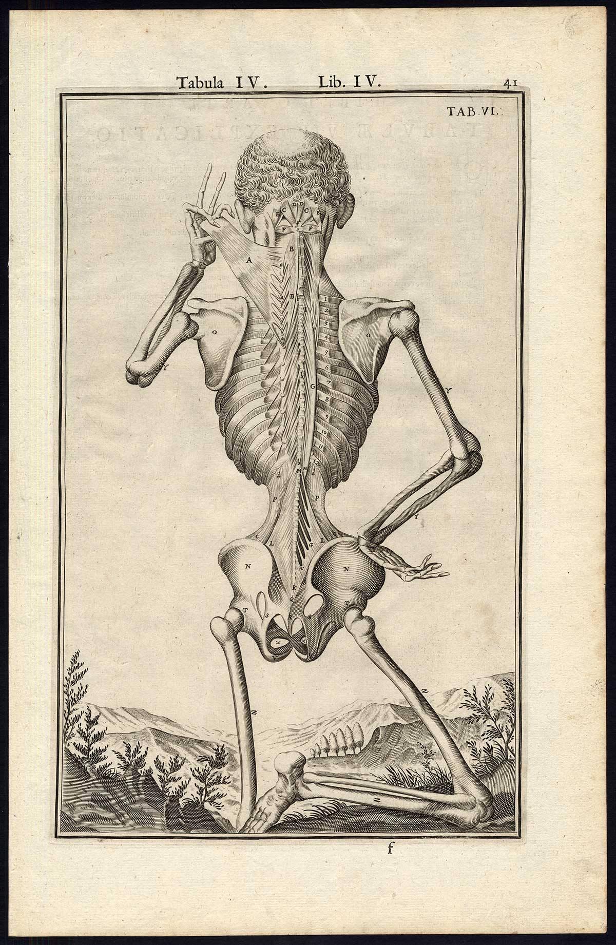 Set of 5 Anatomical Prints Man's muscles by Spigelius - Engraving - 17th Century For Sale 3