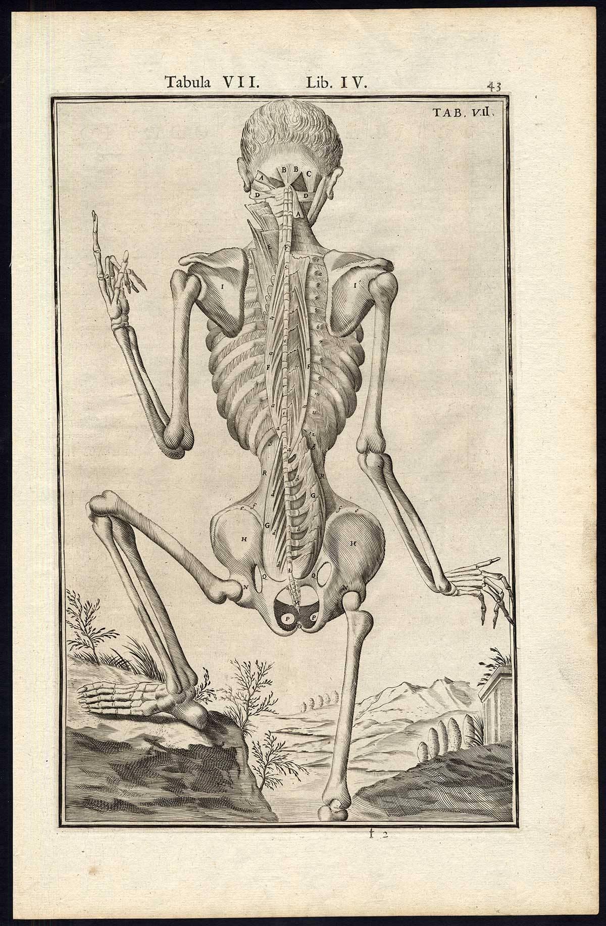 Set of 5 Anatomical Prints Man's muscles by Spigelius - Engraving - 17th Century For Sale 4